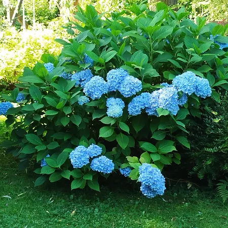 アパート I Lunaria カルパッチ